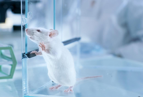 告別惡臭，守護(hù)呼吸健康，全面凈化動(dòng)物實(shí)驗(yàn)室空氣環(huán)境